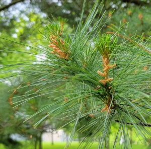 White Pine Leaf and Fruit